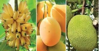 দেশে উৎপাদিত ফলের অর্ধেকই আম, কাঁঠাল ও কলা