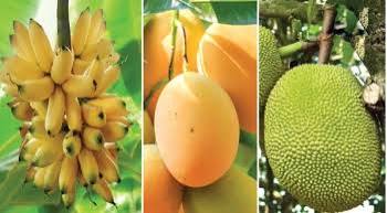 দেশে উৎপাদিত ফলের অর্ধেকই আম, কাঁঠাল ও কলা